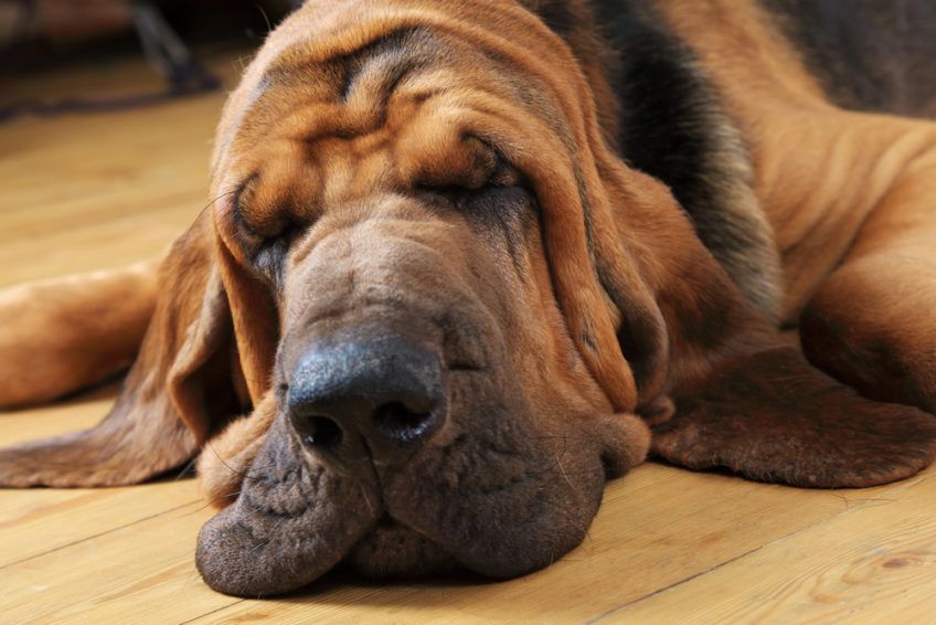 Bloodhound śpi w domu