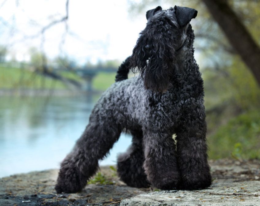 Kerry blue terrier