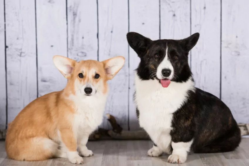 Dwa welsh corgi