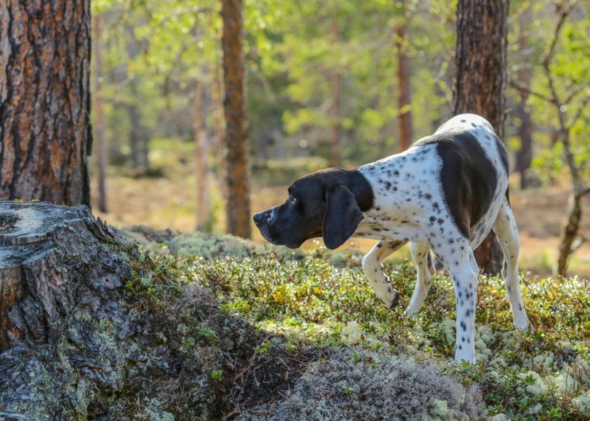 Pointer w lesie