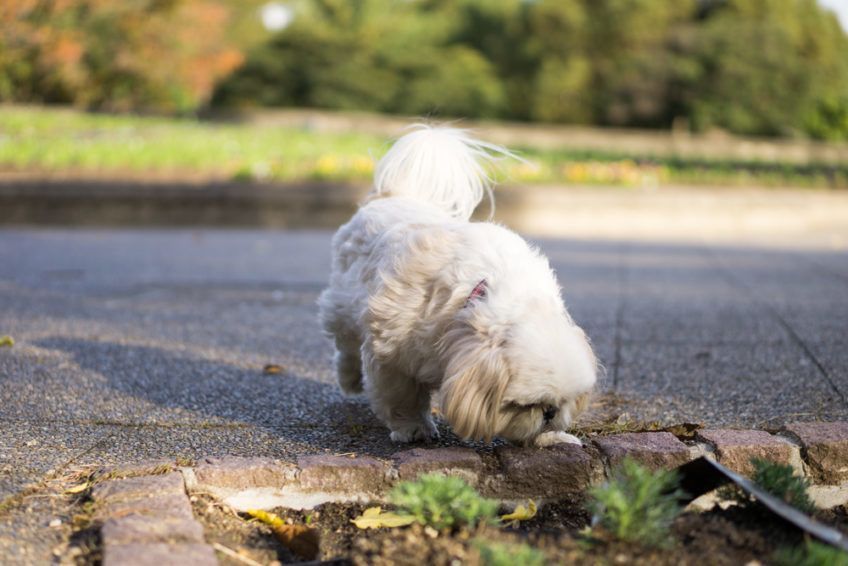 Shih tzu podczas spaceru coś wącha