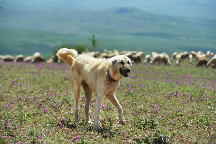Kangal, turecki pies