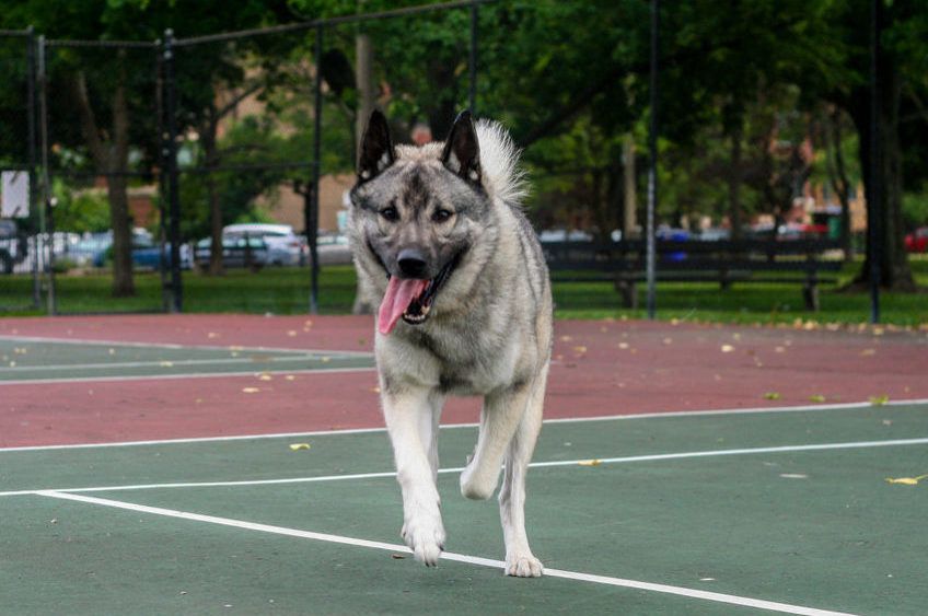 Elkhund biegnie w stronę obiektywu