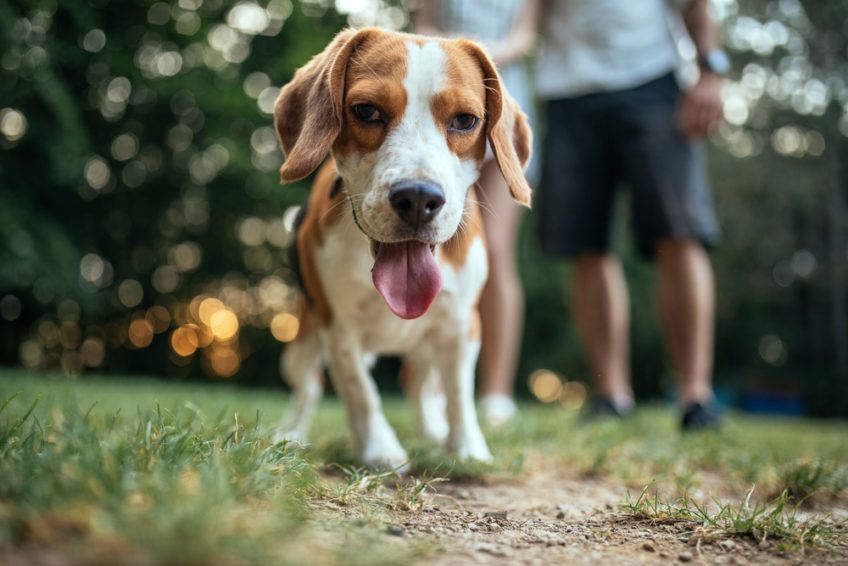 Beagle patrzy w obiektyw, a za nim stoi para