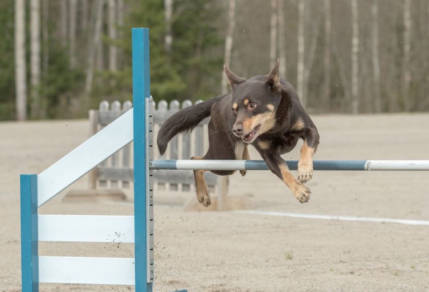 Kelpie podczas zawodów sportowych agility