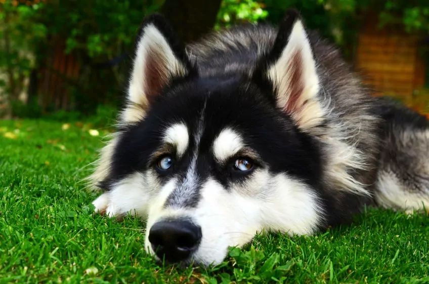 Husky leży na trawie