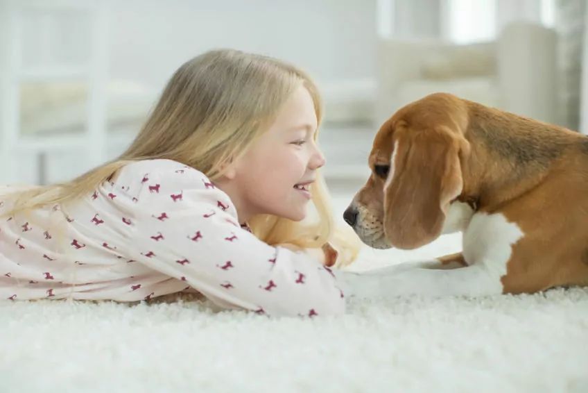 Dziewczynka z psem rasy beagle