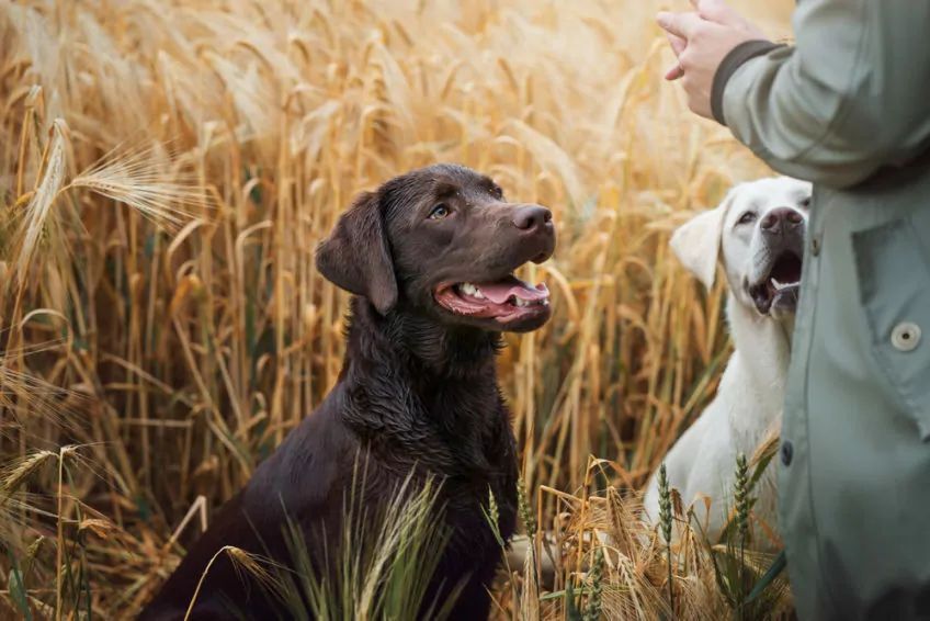 Dwa psy rasy labrador słuchają poleceń