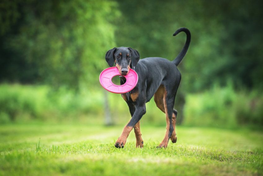 Doberman na dworze