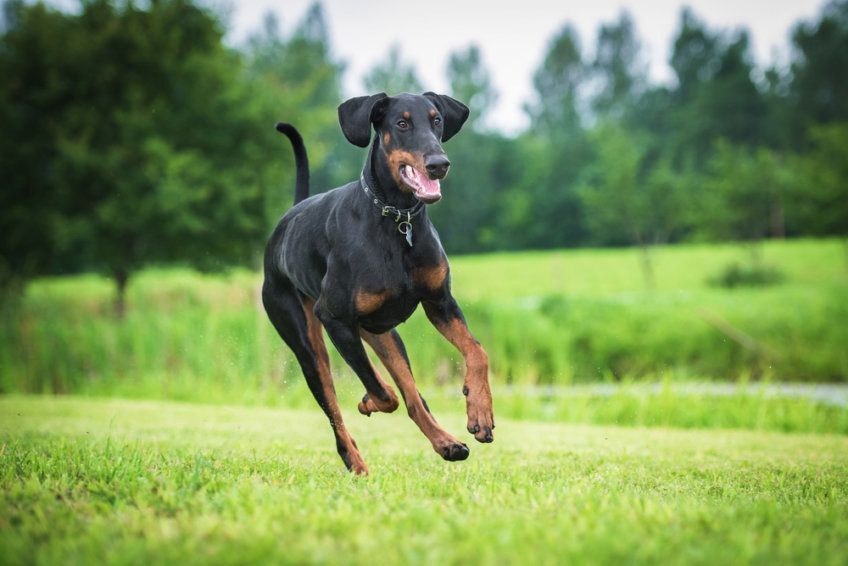 Doberman podczas skoku