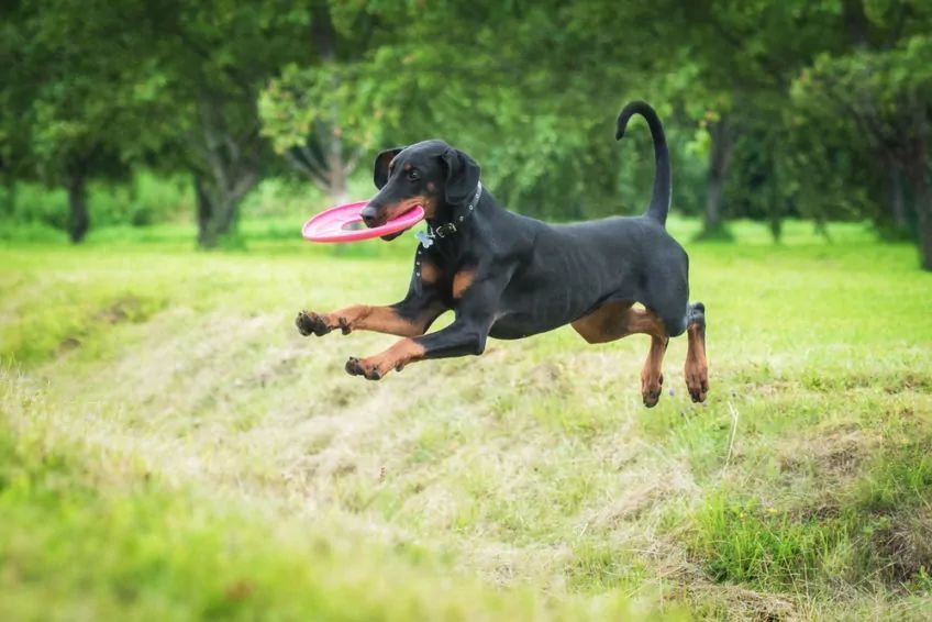 Doberman bawi się frisbee