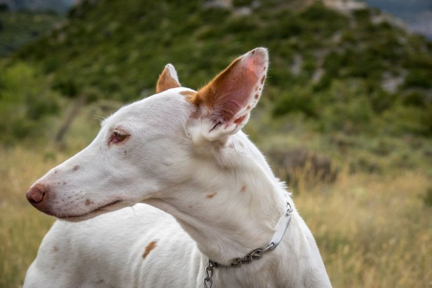 Podenco z Ibizy