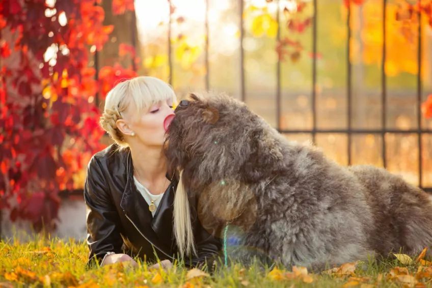 Bouvier des Flandres
