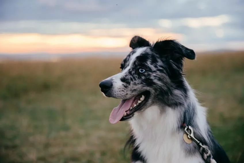 Marmurkowy border collie