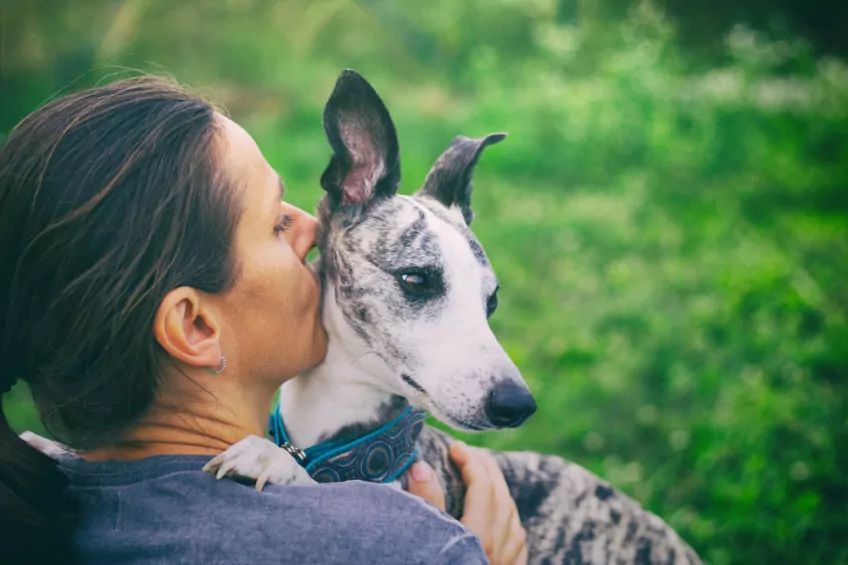 Whippet z właścicielem