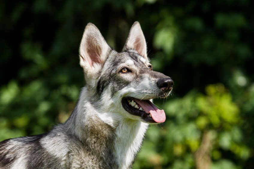 Pies rasy northern inuit