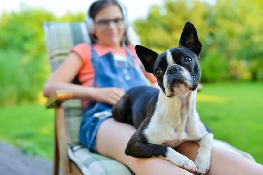 boston terrier