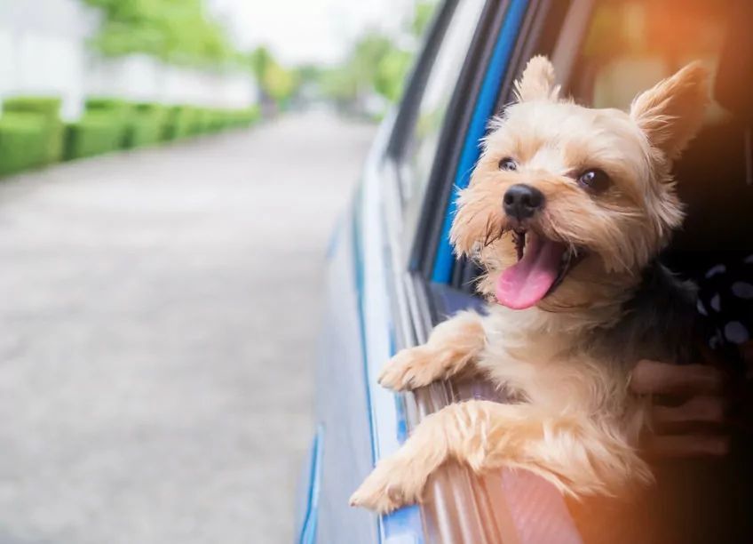 yorkshire terrier w samochodzie