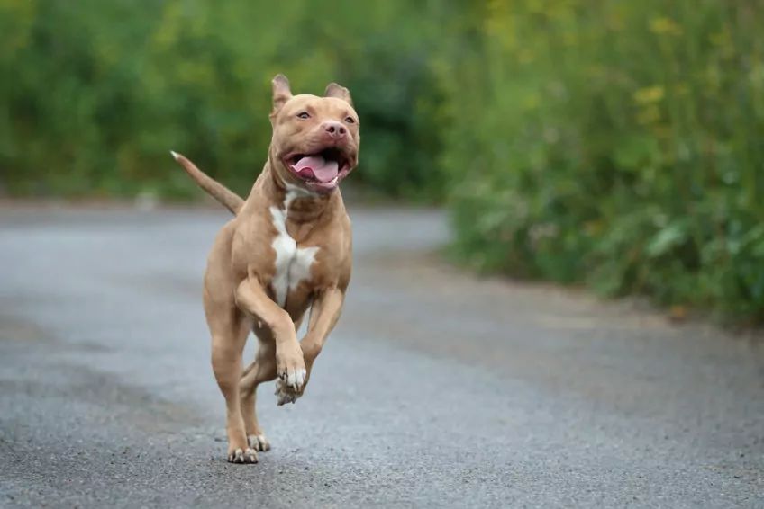 Szczęśliwy pitbul biegnie na ulicy