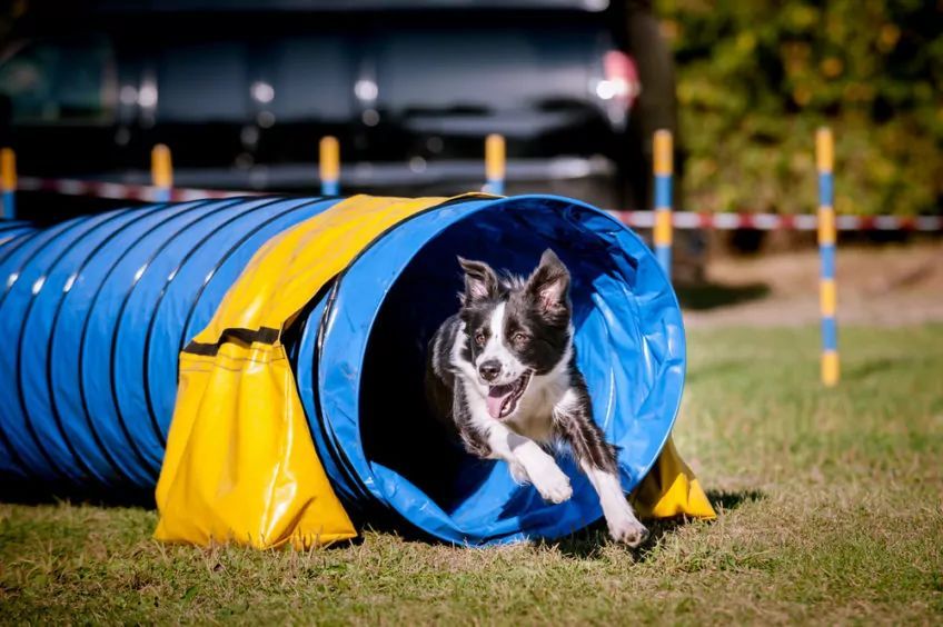 Border collie agility