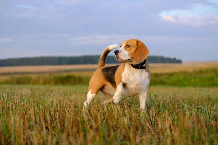 Beagle stoi na trawie rasy psów