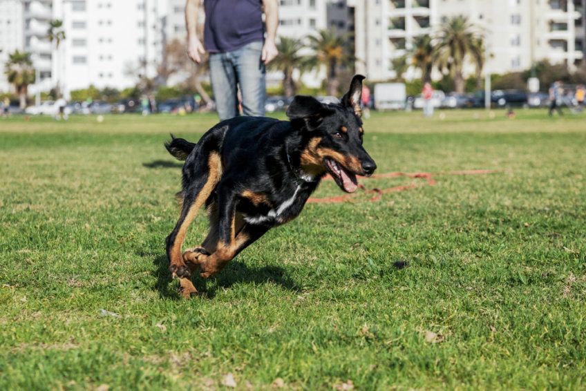 beauceron podczas biegu