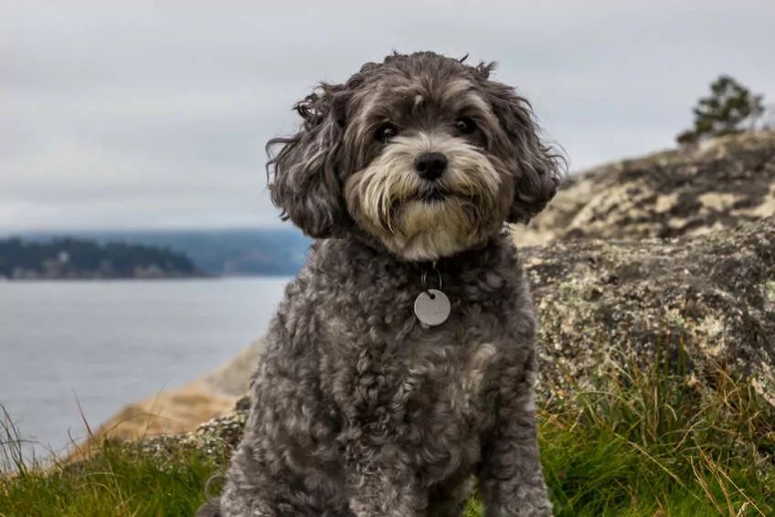 Maltipoo
