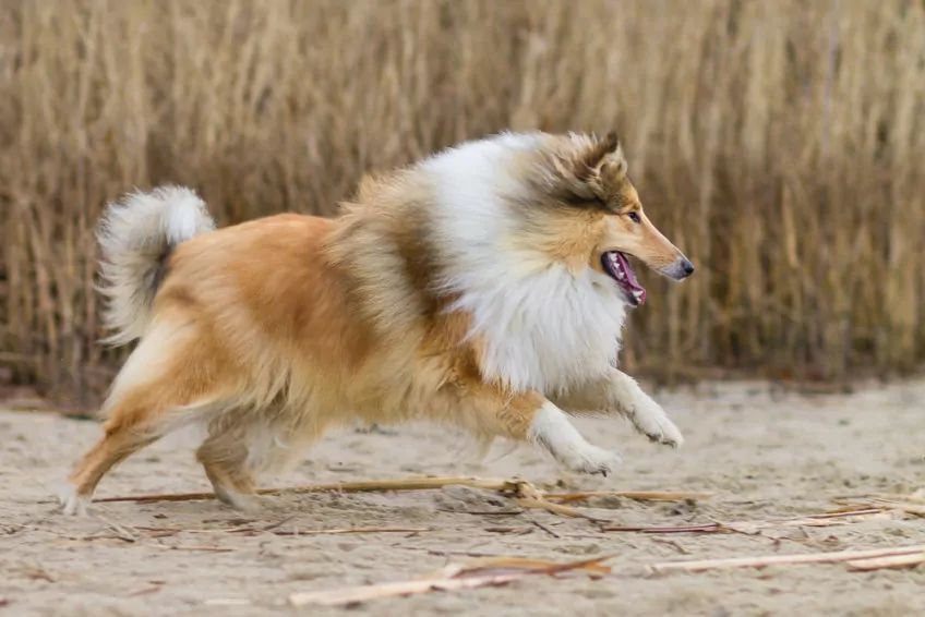 collie biegnie po piachu