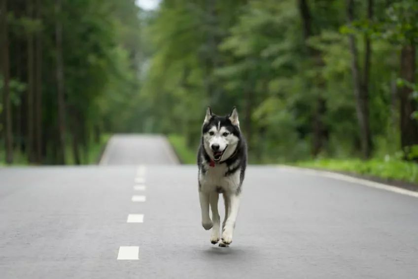 Husky biegnie środkiem ulicy