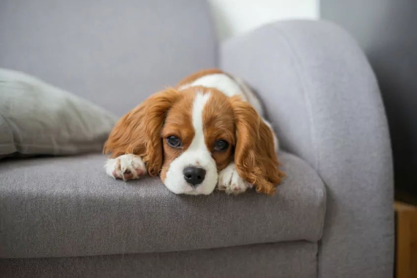 cavalier kign charles spaniel na kanapie