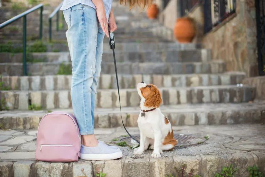 Cavalier patrzy na panią