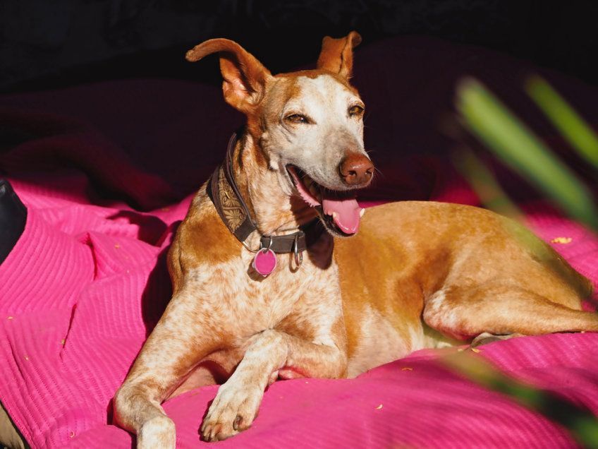 Podenco kanaryjski na różowym kocyku