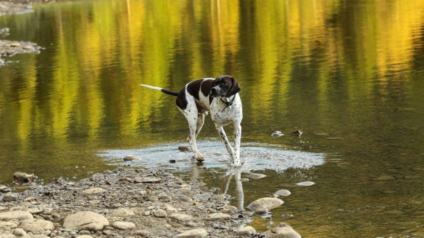 Pointer w wodzie