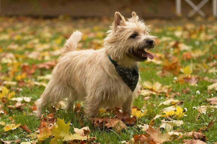 cairn terrier