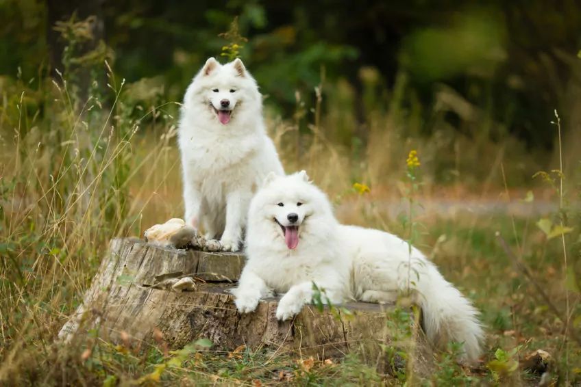 Dwa psy rasy Samojed