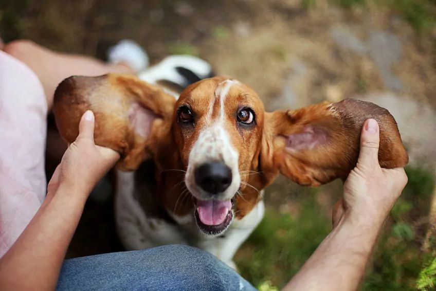 basset hound