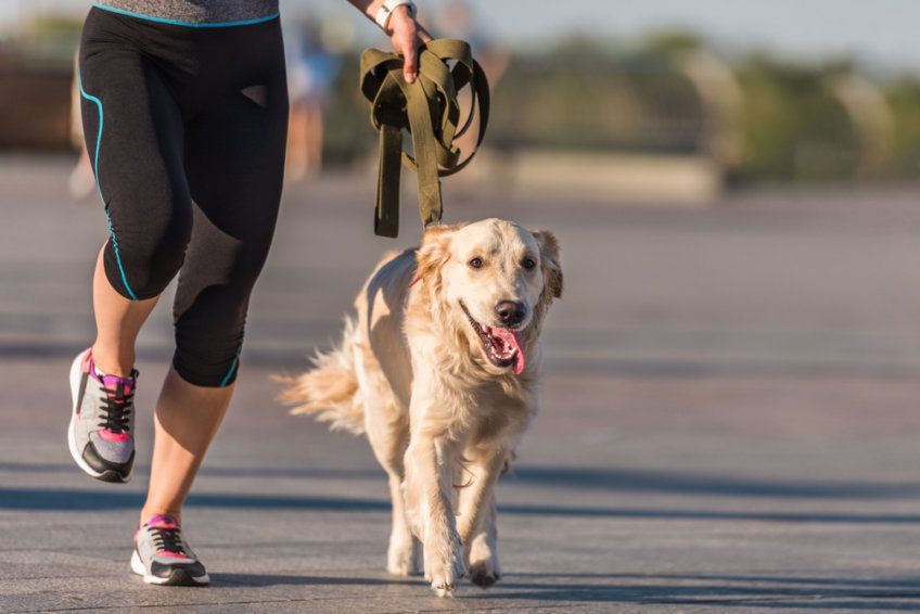 jogging z goldenem