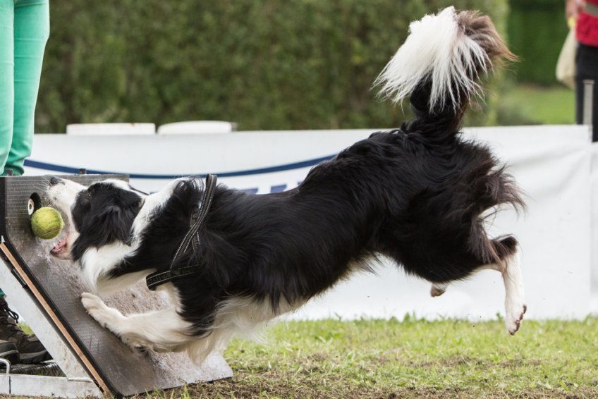 border collie flyball