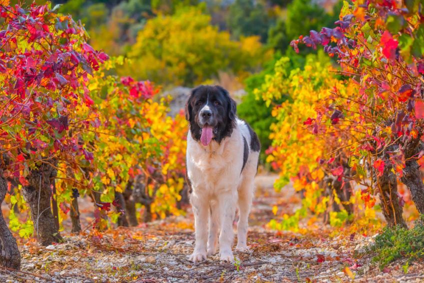 Landseer pozuje wśród drzew do zdjęcia
