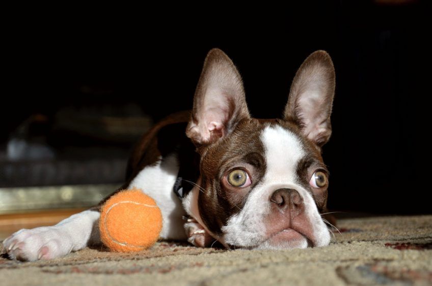 Boston terrier