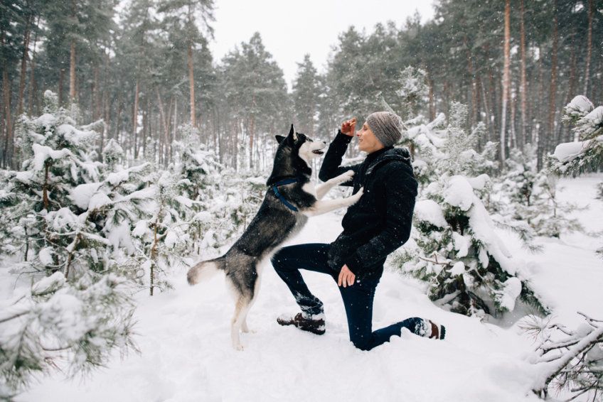 Zabawa z husky zimą