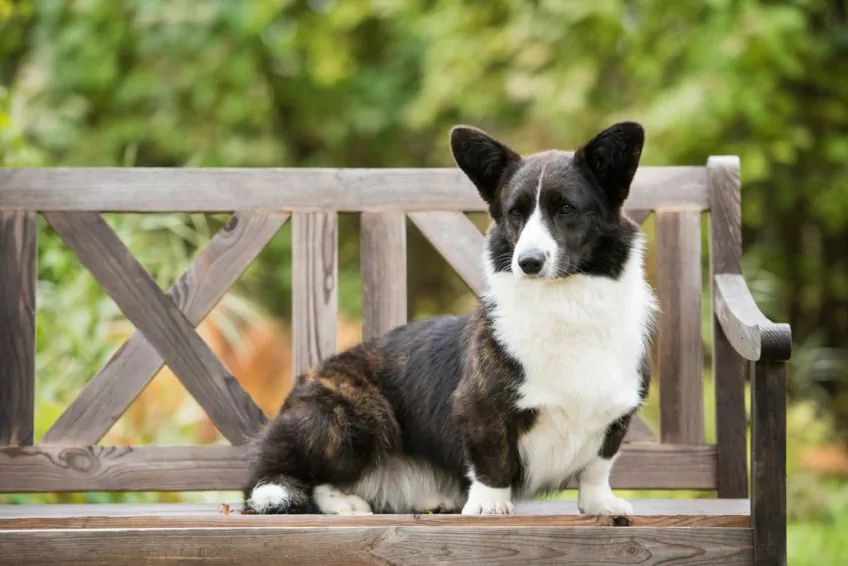 Welsh corgi biało czarna
