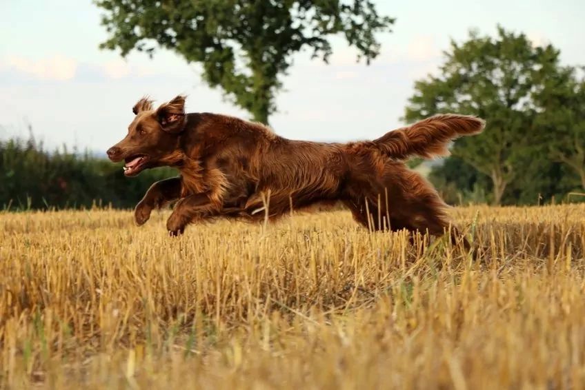 Flat coated retriever podczas skoku