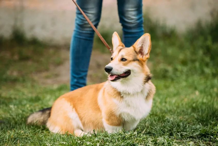 Welsh corgi