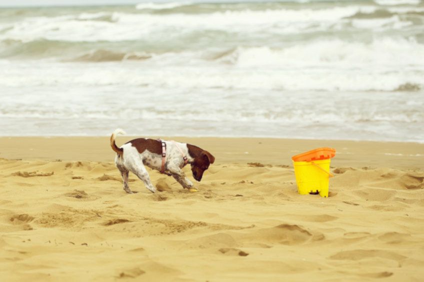 pies na plaży