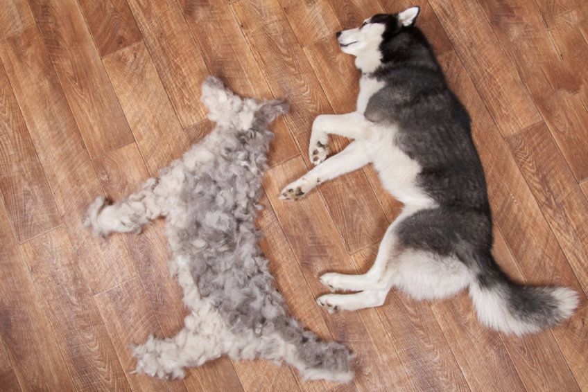 sierść z husky
