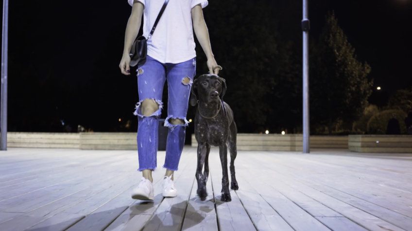 nocny spacer z psem