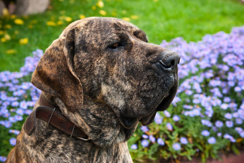 Fila brasileiro