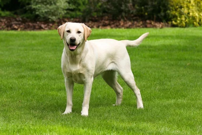 Labrador Retriever na trawie pozuje do zdjęcia rasy psów