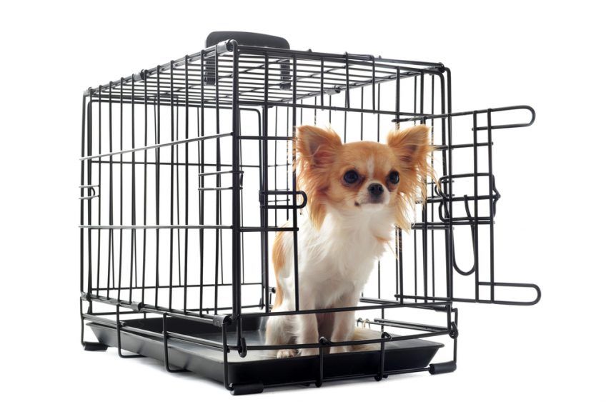 Chihuahua w klatce